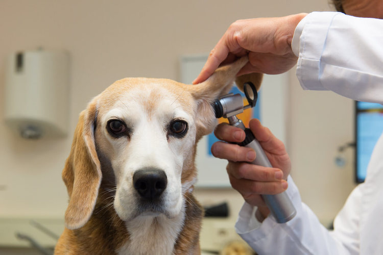 สาเหตุของโรคติดเชื้อในหูสุนัข