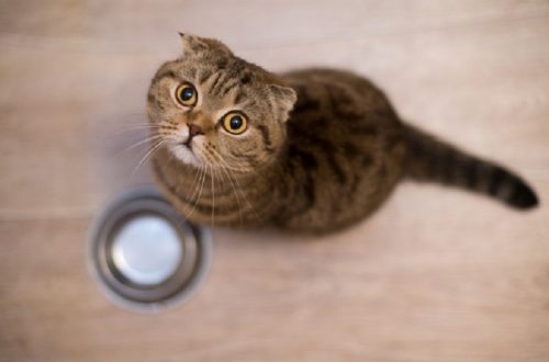 5 วิธีเลือก อาหารแมว เพิ่มสุขภาพที่ดีให้เจ้านาย